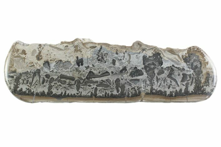 Triassic Aged Stromatolite Fossil - England #365672